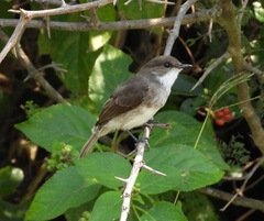 Muscicapa aquatica