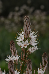 Asphodelus ramosus ramosus