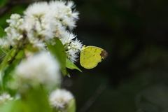 Eurema simulatrix