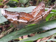 Lebadea martha malayana