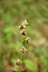 Ophrys sphegodes