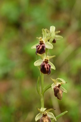 Ophrys sphegodes