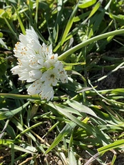 Allium subvillosum