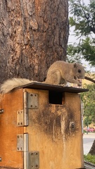 Callosciurus finlaysonii
