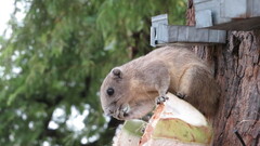 Callosciurus finlaysonii