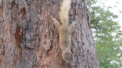 Callosciurus finlaysonii