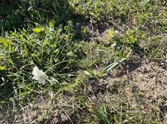 Allium subvillosum