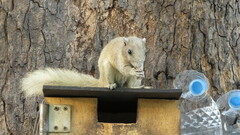 Callosciurus finlaysonii