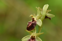 Ophrys sphegodes