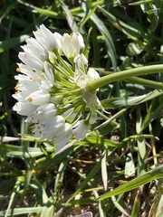 Allium subvillosum