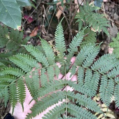 Pteris longipes