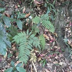 Pteris longipes