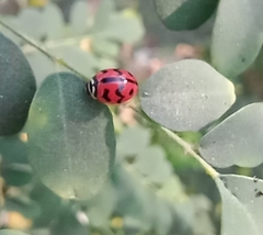 Cheilomenes sexmaculata