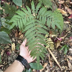 Pteris longipes