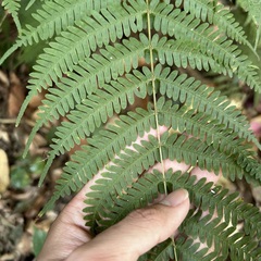Pteris longipes