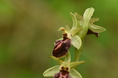 Ophrys sphegodes