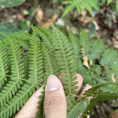 Pteris longipes