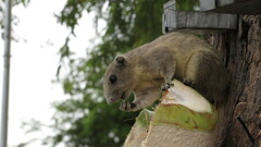 Callosciurus finlaysonii