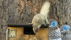 Callosciurus finlaysonii