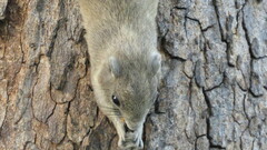 Callosciurus finlaysonii