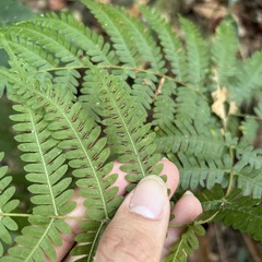 Pteris longipes