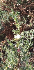 Salsoleae