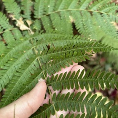 Pteris longipes