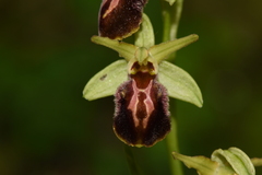 Ophrys sphegodes