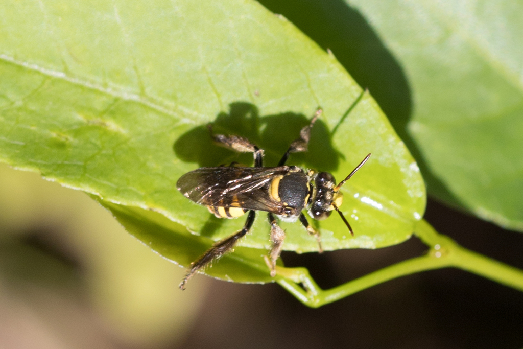 Arhysoceble picta