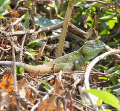Acanthocercus ugandaensis