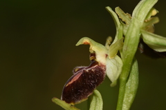Ophrys sphegodes