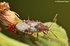Liorhyssus