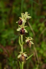 Ophrys sphegodes