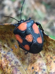 Brachystethus rubromaculatus