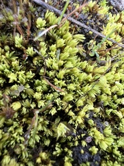 Tortella inclinata