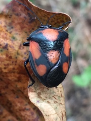 Brachystethus rubromaculatus