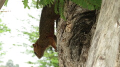 Callosciurus erythraeus