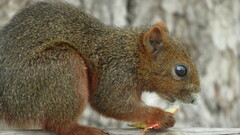 Callosciurus erythraeus