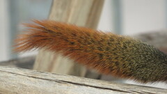 Callosciurus erythraeus