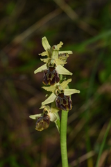 Ophrys sphegodes