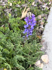 Lupinus succulentus