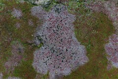 Arthonia calcarea