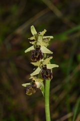 Ophrys sphegodes