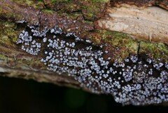 Badhamia utricularis