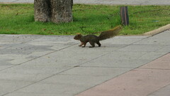 Callosciurus erythraeus