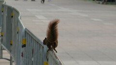 Callosciurus erythraeus