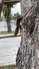 Callosciurus erythraeus