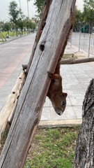 Callosciurus erythraeus