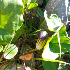Arisarum simorrhinum