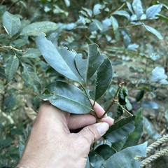 Glycosmis parviflora